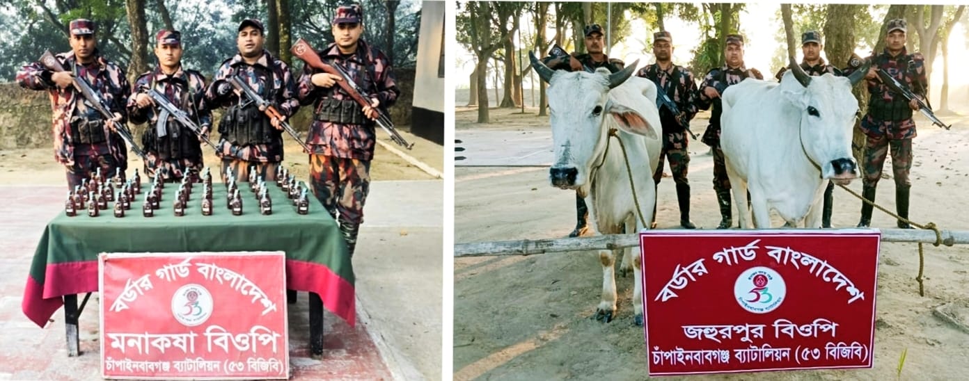চাঁপাইনবাবগঞ্জ ব্যাটালিয়ন (৫৩ বিজিবি) কর্তৃক পৃথক পৃথক অভিযানে মদ ও গরু জব্দ