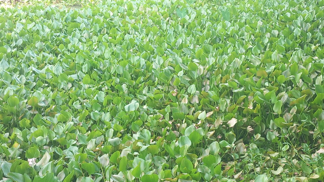 কাঁঠালিয়ায় কচুরিপানায় আমন চাষ ব্যাহত, বাড়ছে কৃষকের খরচ