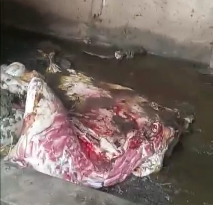 কালীগঞ্জের আড়িখোলা এলাকায় গোয়ালঘর থেকে গরু জবাই করে মাংস চুরি 
